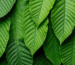 Close-up of kratom leaves used in natural pain management and wellness in 2025
