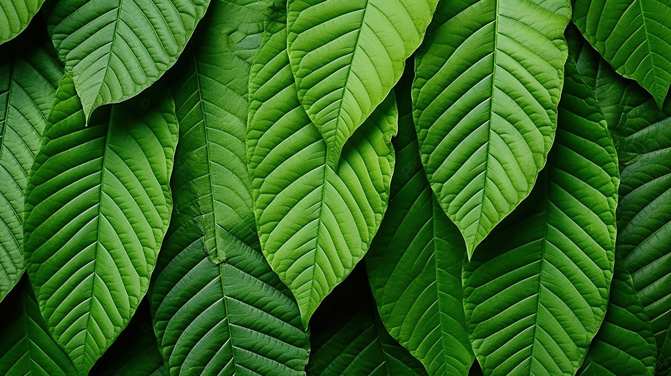 Close-up of kratom leaves used in natural pain management and wellness in 2025